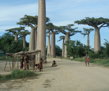 マダガスカルのバオバウ風景