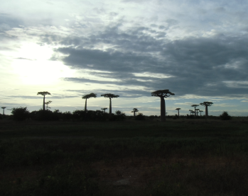 マダガスカルのバオバウ風景遠景