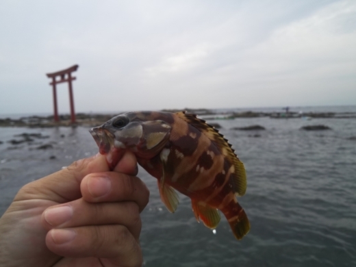 第五回釣り大会葉山2017-09-30 (44)