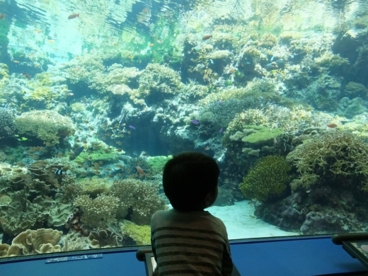 美ら海水族館 (2)