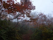 霧と紅葉の樹林帯を進む