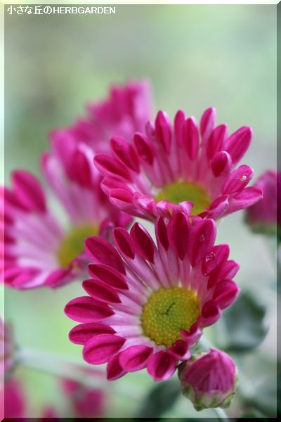 400 菊