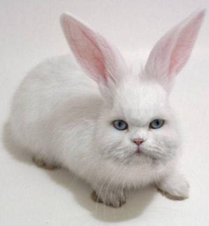 ウサギが可愛いすぎるのでyoutuberになってみた 貴方を幸福にするfxブログ