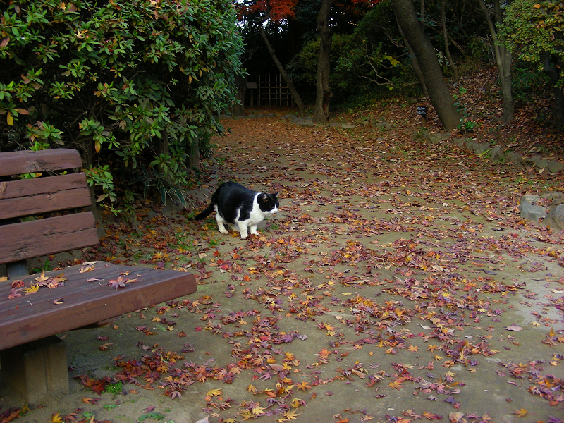 落ち葉と黒白猫1