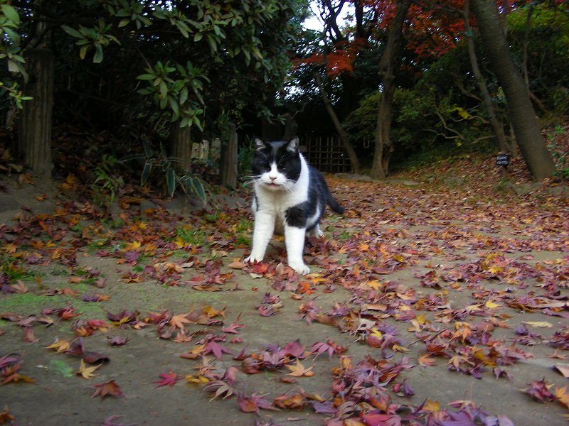 落ち葉と黒白猫2