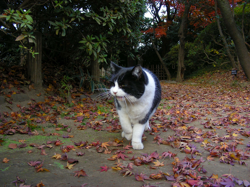 落ち葉と黒白猫3