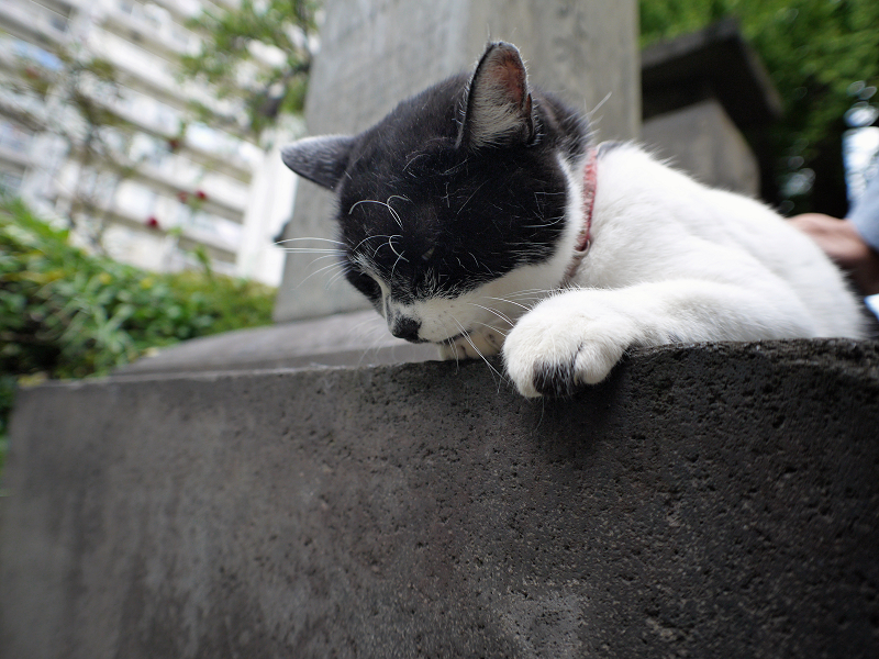 石碑と白黒猫1