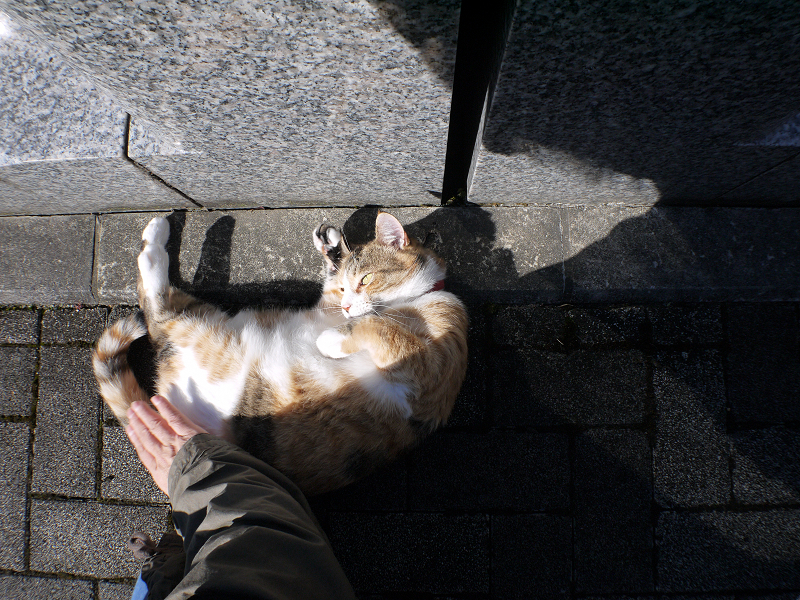朝日の中で腰をトントンされる三毛猫1