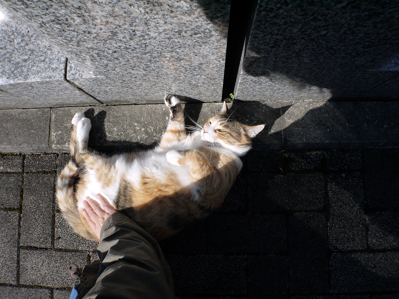 朝日の中で腰をトントンされる三毛猫3