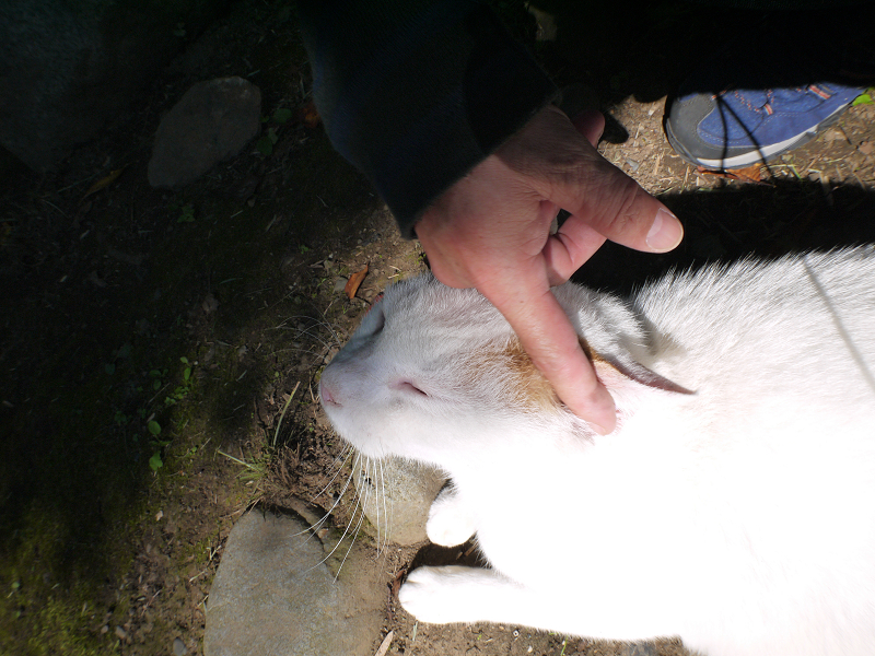 日向の白茶猫を触る1