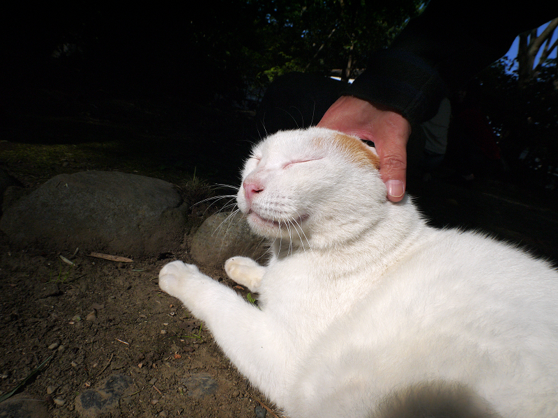 日向の白茶猫を触る2