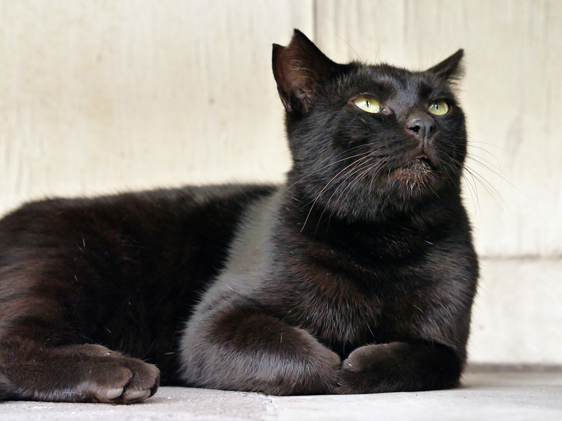 何かを真剣に見上げている黒猫3