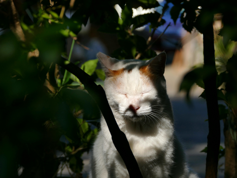 木漏れ日の白茶猫1