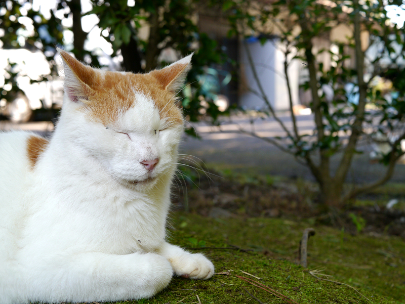 庭園で出会った大柄な猫たち1