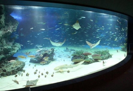 【ヒェ】サンシャイン水族館､うっかり酸素供給装置を止めてしまい大水槽内の生物の94%､1235匹を死なす