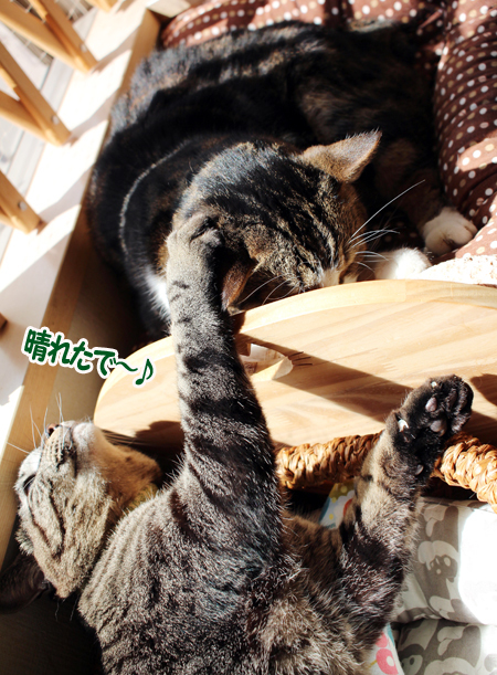 ツレ２
